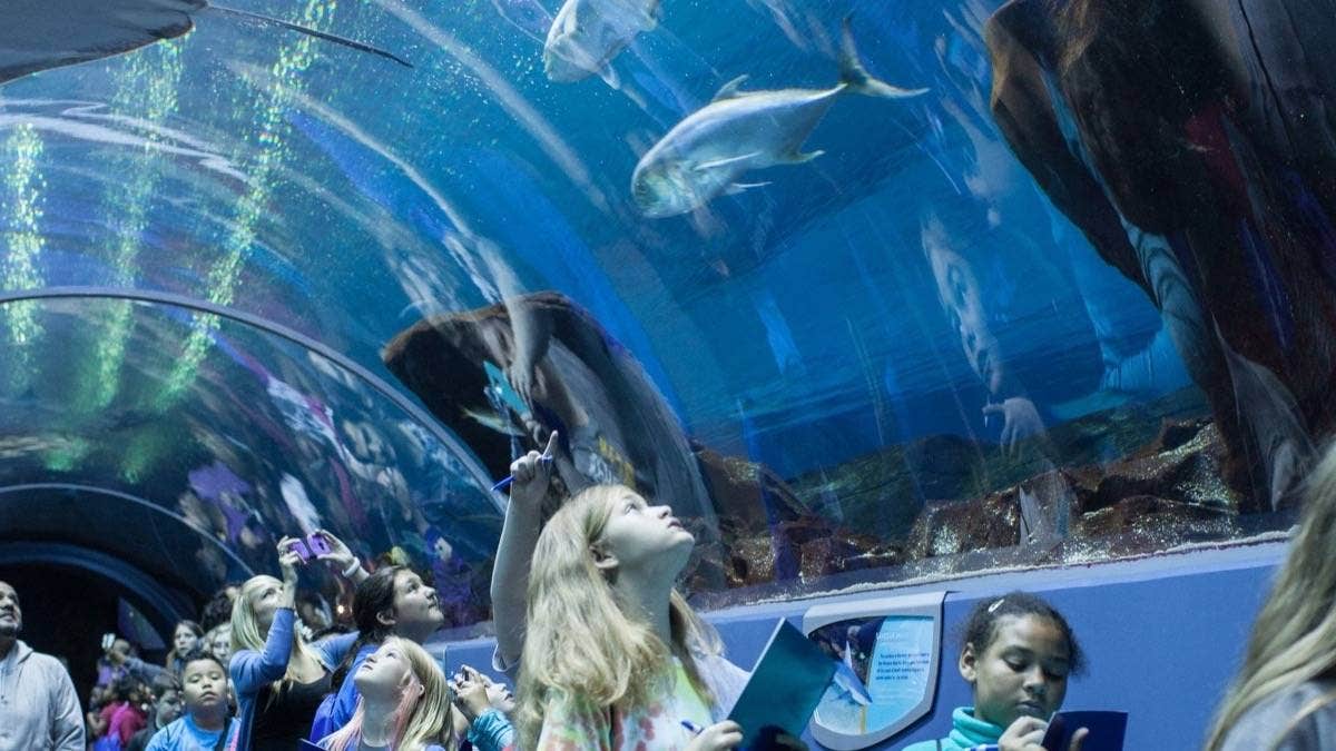 Aquarium Discount Tickets Fintastic Save Up to 37 Off