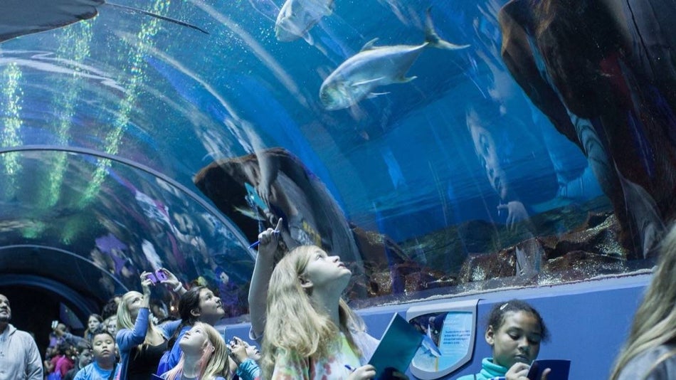 lots of kids within an aquarium tunnel looking up at fish at the Georgia Aquarium