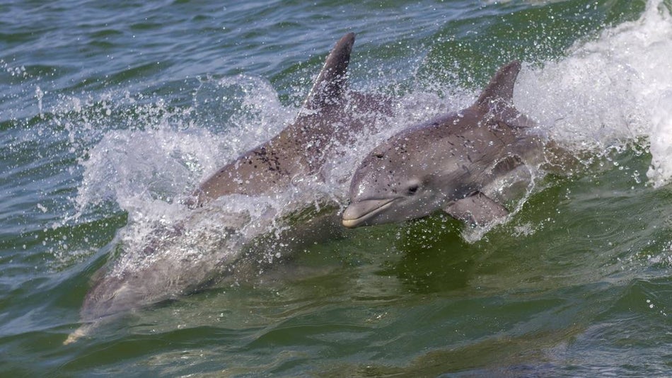 Two grey dolphins splashing in the ocean