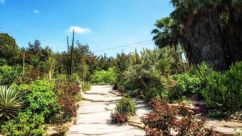 concrete path through a cactus garden surrounded by palm trees and greenery