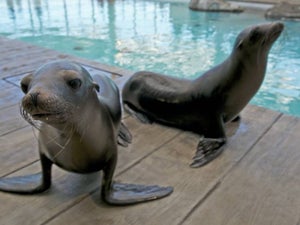 New England Aquarium Discount Tickets - 2023 Ultimate Guide