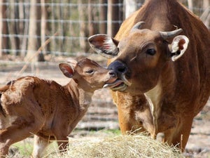 Branson Promised Land Zoo - 2023 Discount Tickets and Reviews