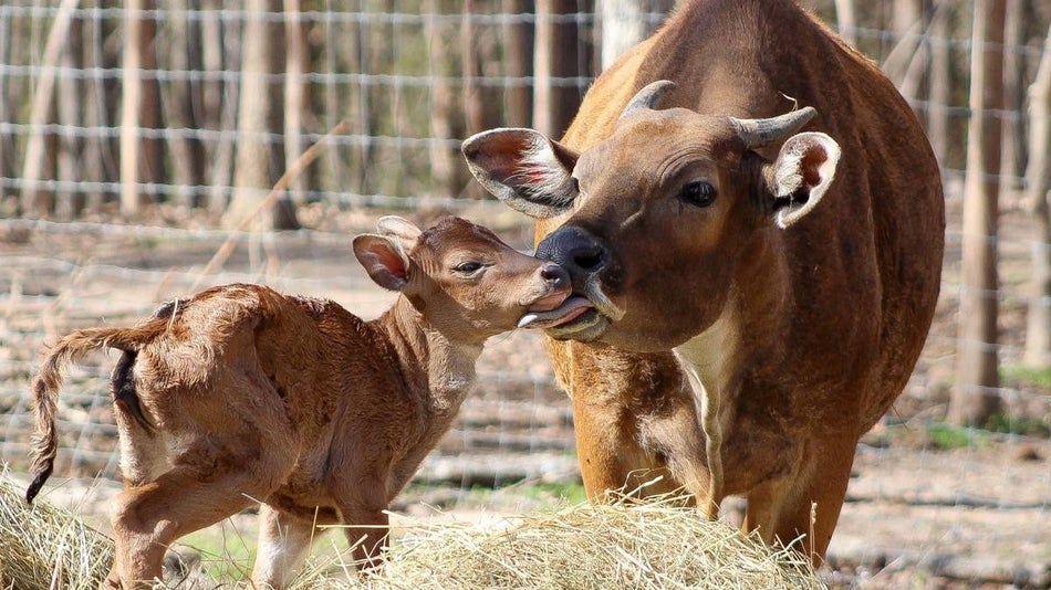 baby cow being licked by its mama cow in a pen with hay surrounding them