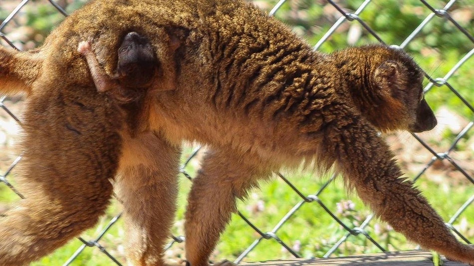 Baby monkey clinging to its mother monkey with a chainlink fence in the background