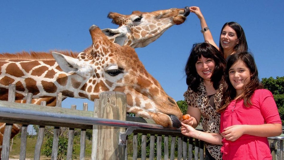 Two giraffes eating out of the hands of three women
