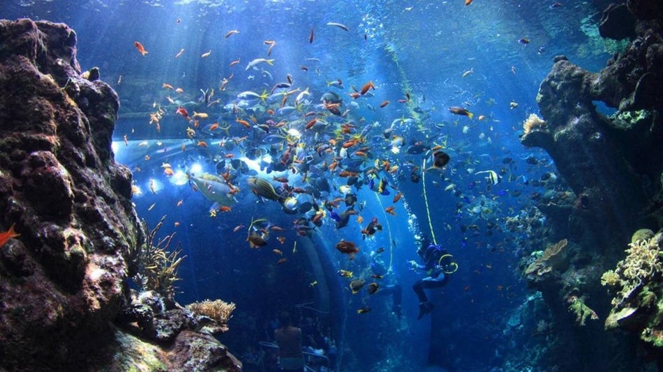 Wide shot of a diver inside an aquarium full of tropical fish