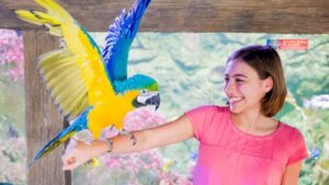 Girl in a pink shirt holding out her hand as a blue and white bird flaps his wings and stands on her arm