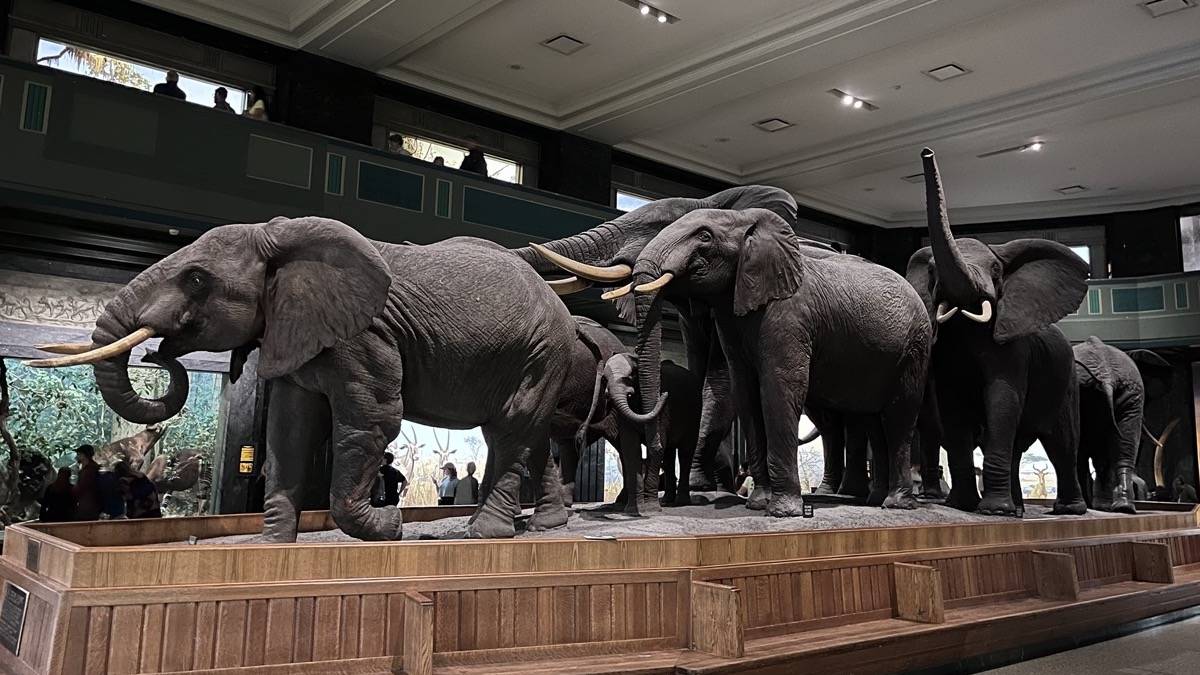 Elephants standing with their trunks out in a row at the museum