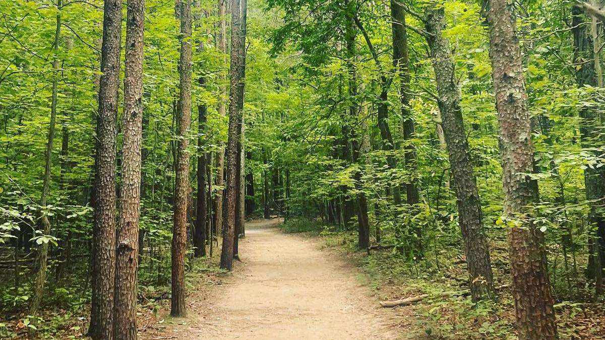 Trail through a green woods
