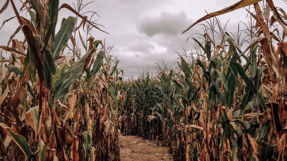 Corn stalks with a path running through them under a cloudy gray sky