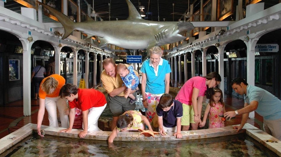 Family looking at and touching sea life in a touch tank at the Key west aquarium with a large hammer head shark hanging from the ceiling behind them