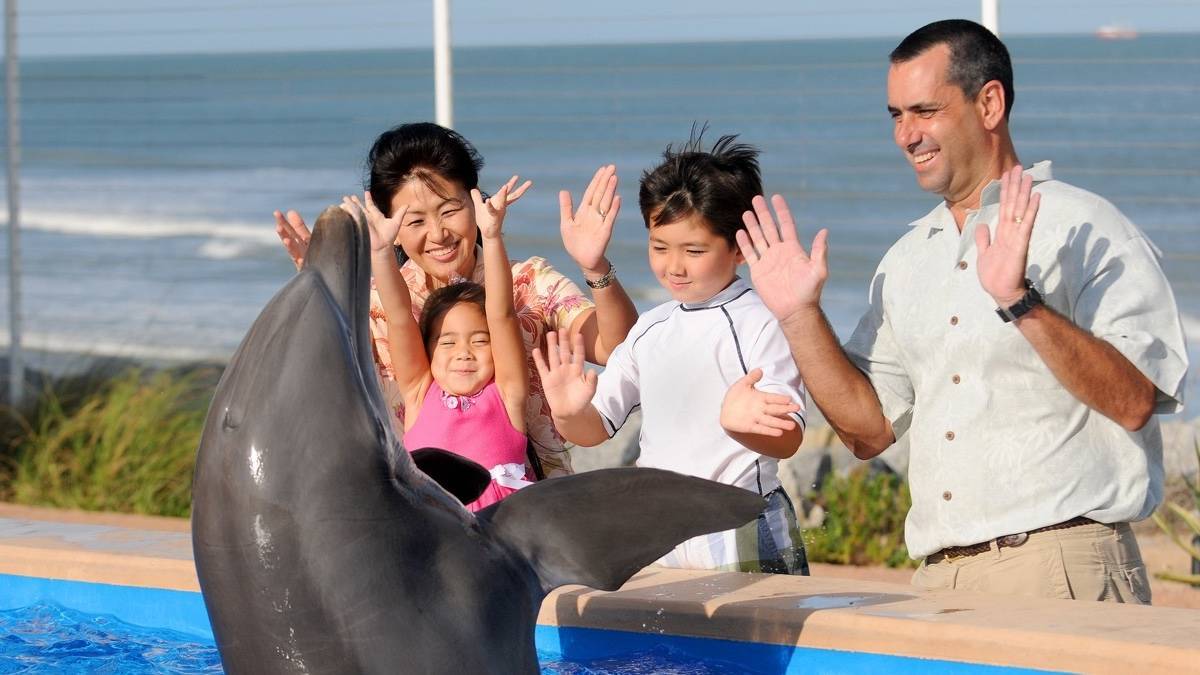 Family waving their hands next to a pool with a dolphin raising its fins