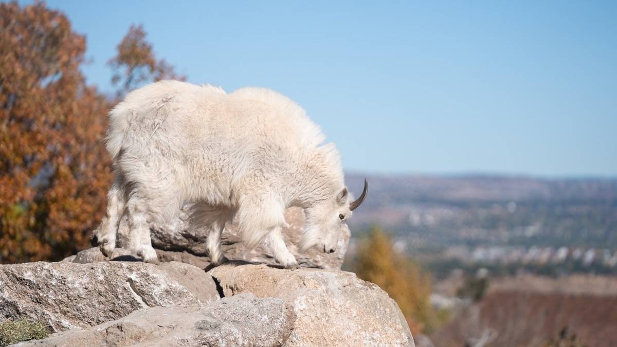 White mountain goat on a rock next to a brown bush under a blue sky