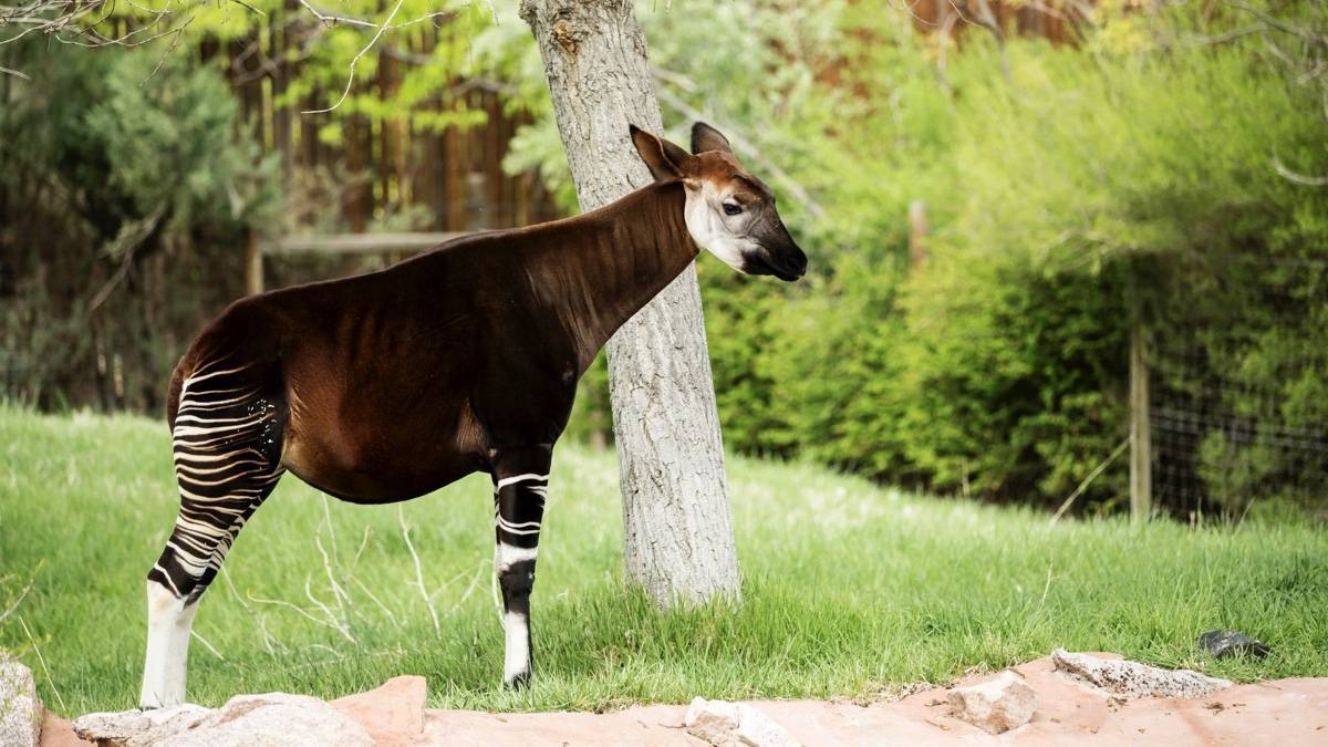 Small Okapi standing in a green grassy area next to a tree with a fence and greenery in the background