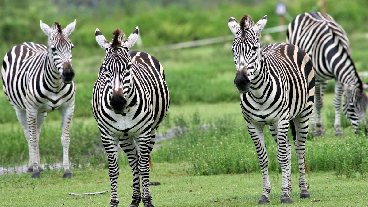 Four zebra standing in a green grassy field
