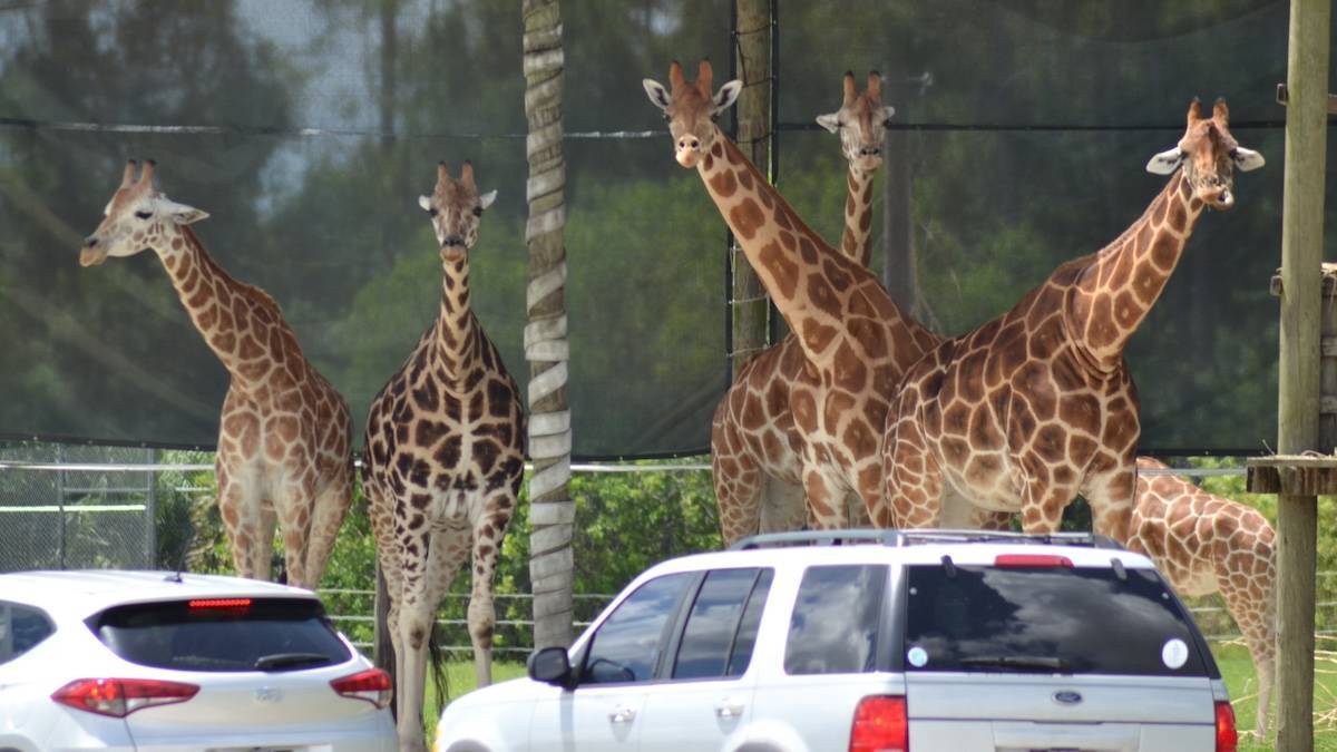 Several giraffe standing while cars drive by