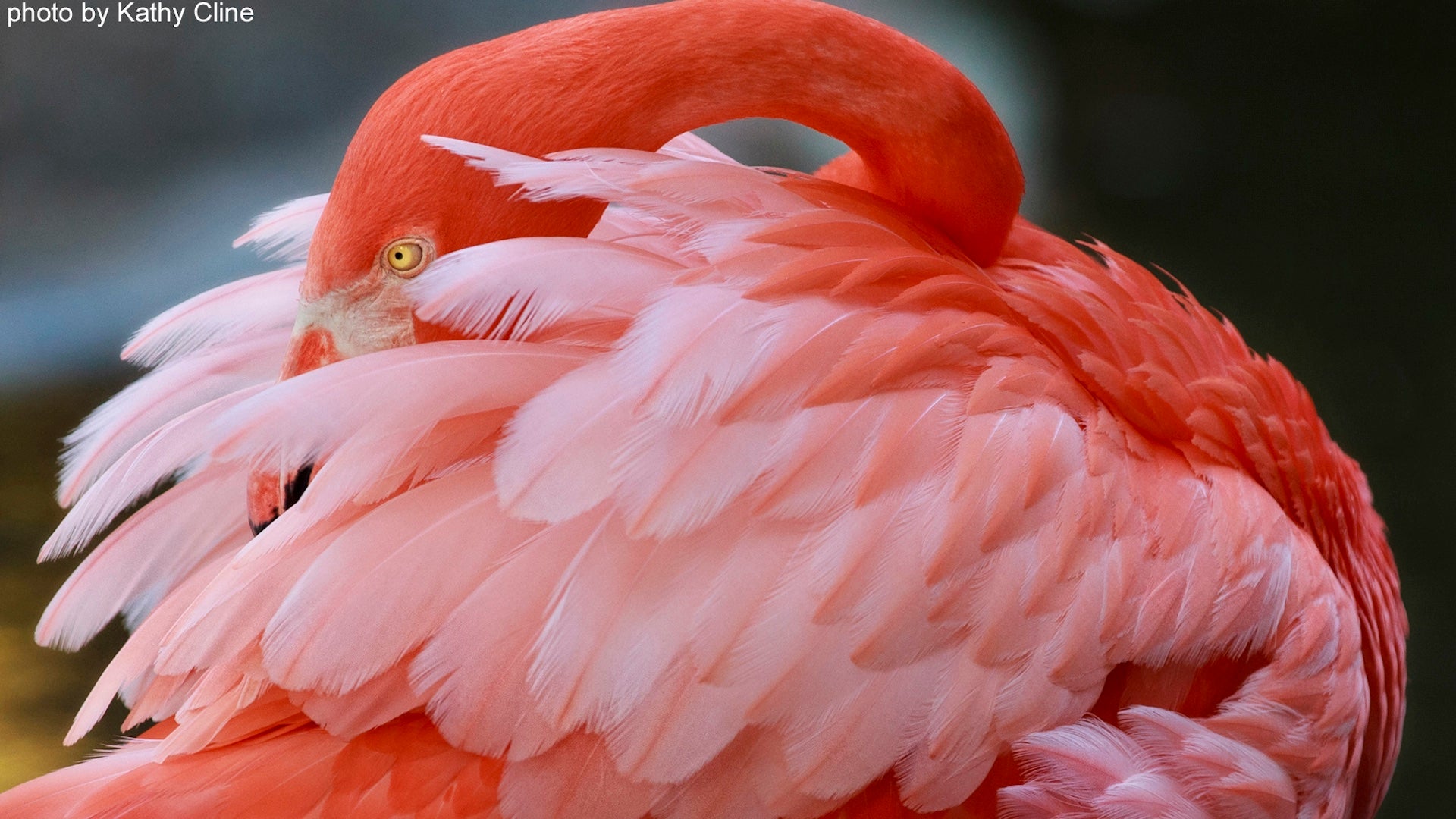 Up close shot of a pink flamingo