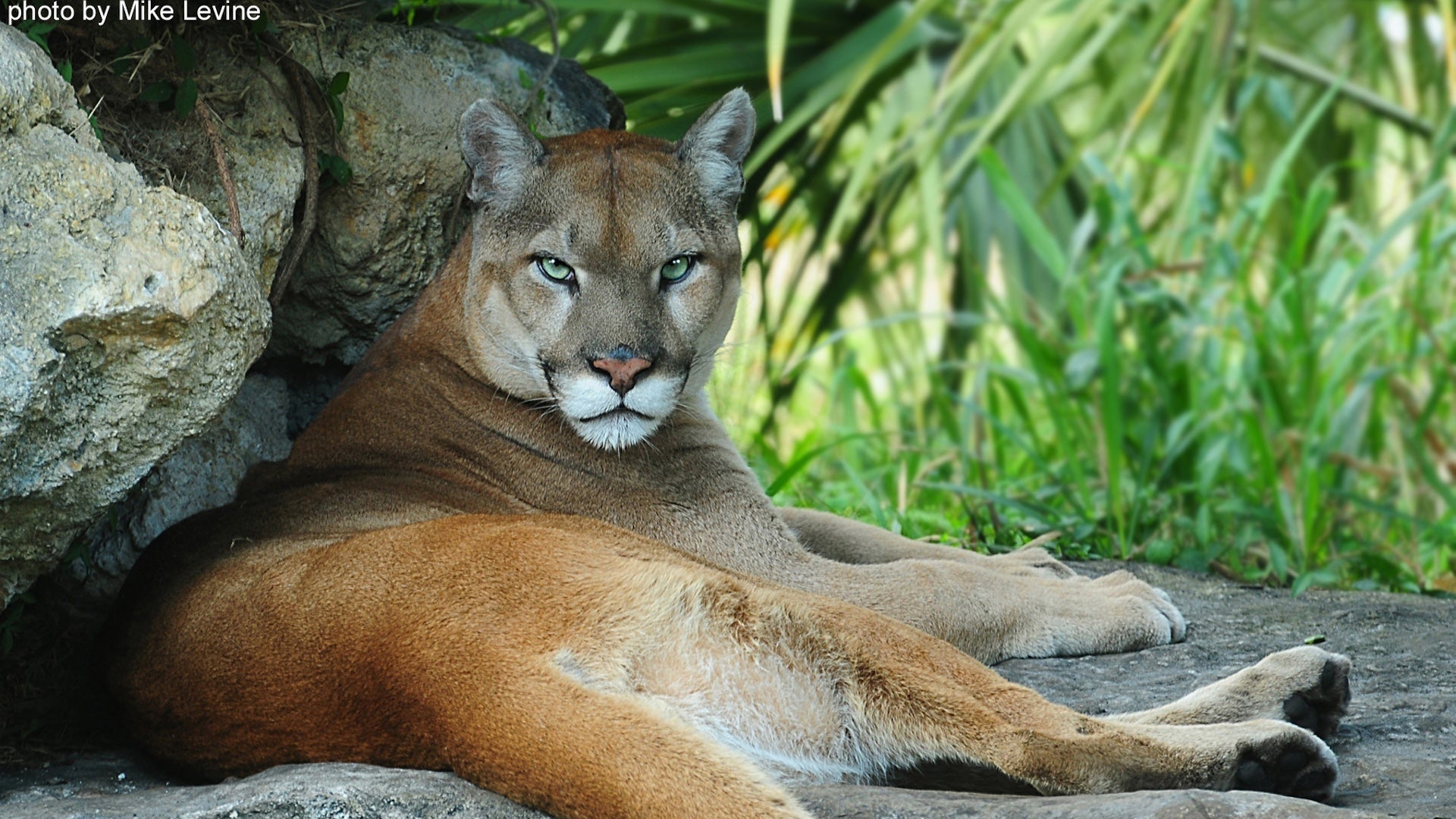 Panther lying next to a rock with greenery in the background