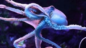 Up close shot of an octopus