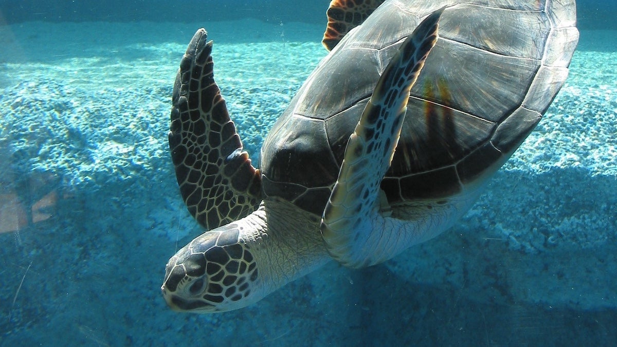 up close shot of a turtle in an aquarium