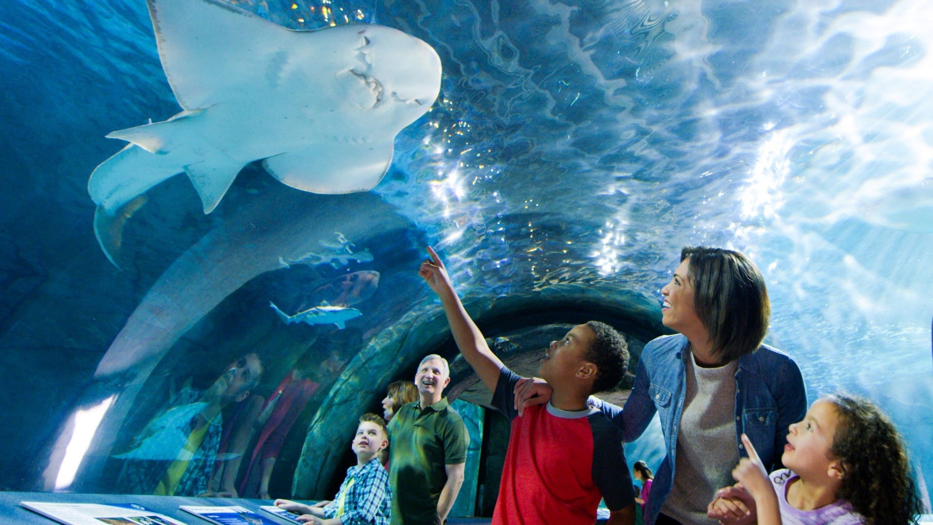 Family pointing and looking at a Ray inside an aquarium tunnel