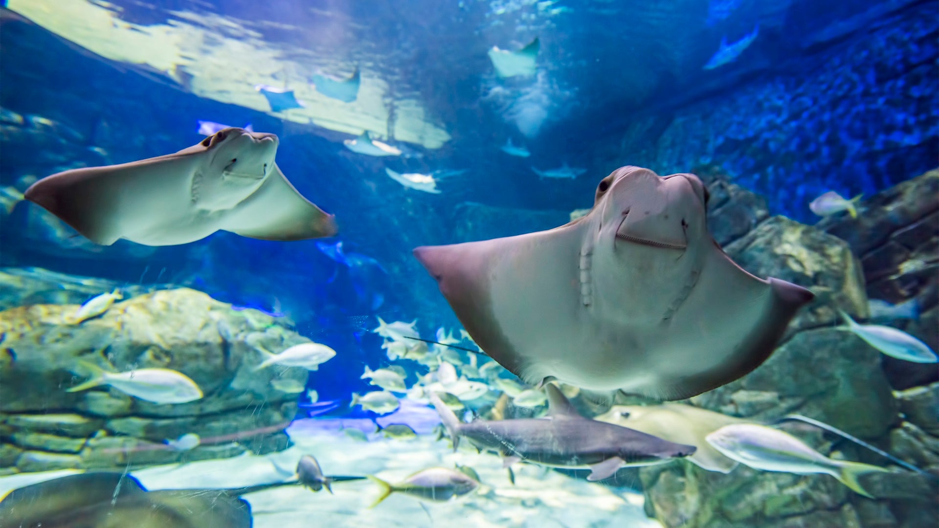 Two rays in an tank filled with fish at the Ripley’s Aquarium of Canada