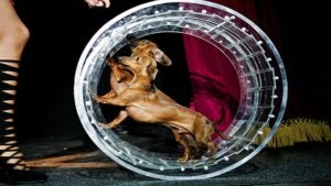 two dogs on a wheel