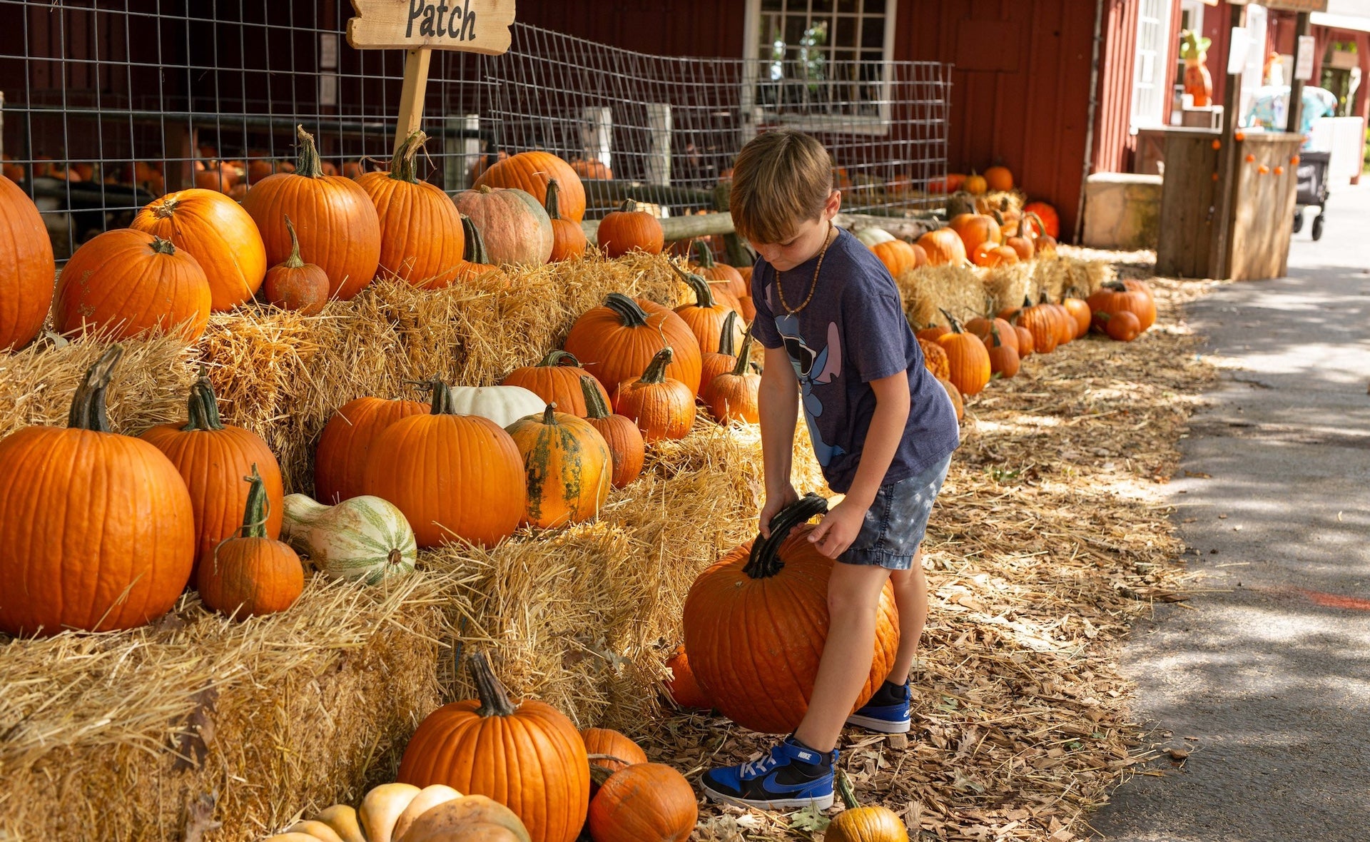 Small child picking up a pumpkin next to several pumpkins lined up on hay bales