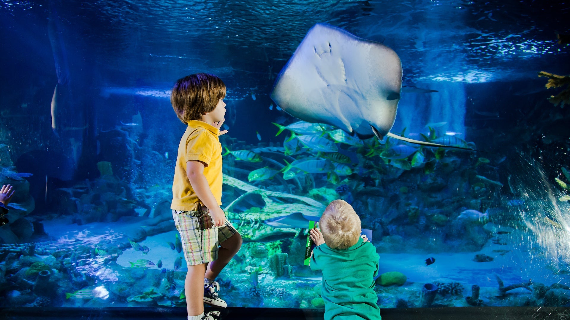 Two small children looking at a Ray in an aquarium