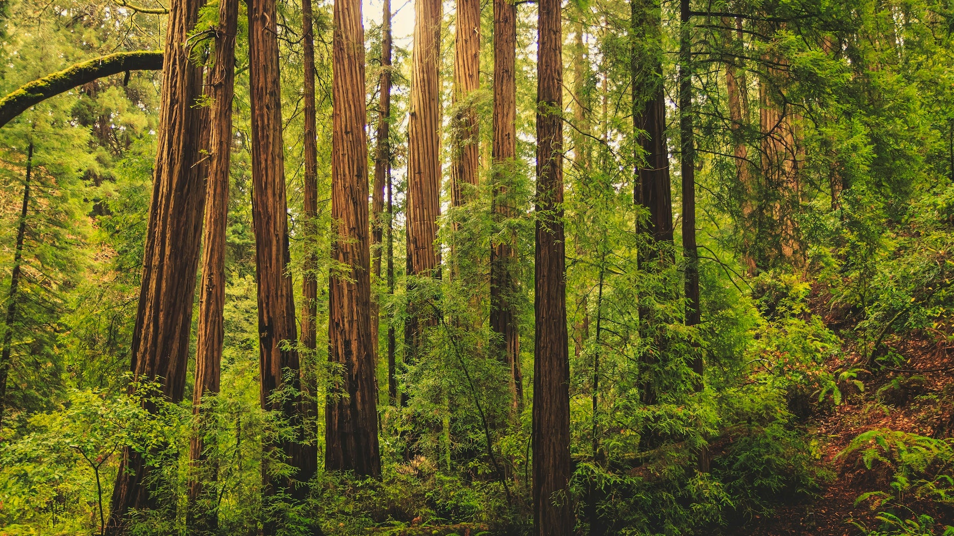 Dense forest