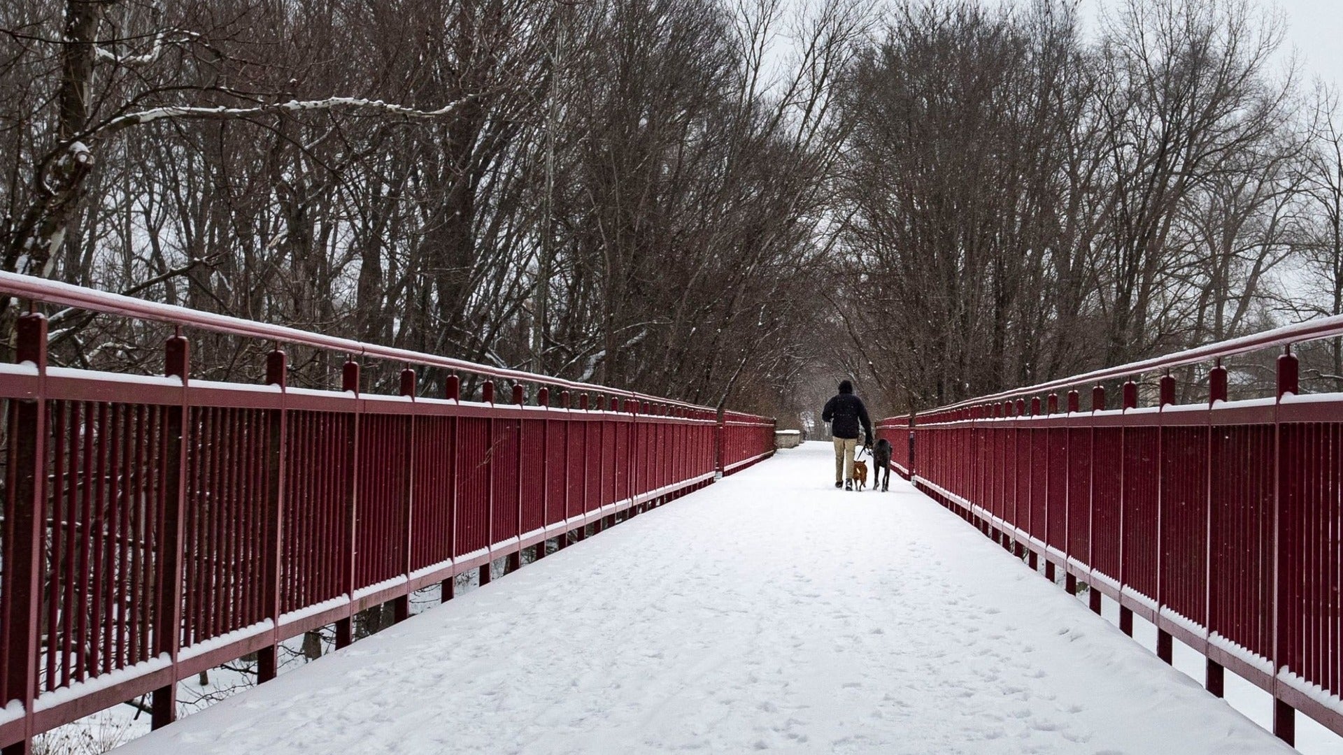 man walking dogs in the snow at a bridge