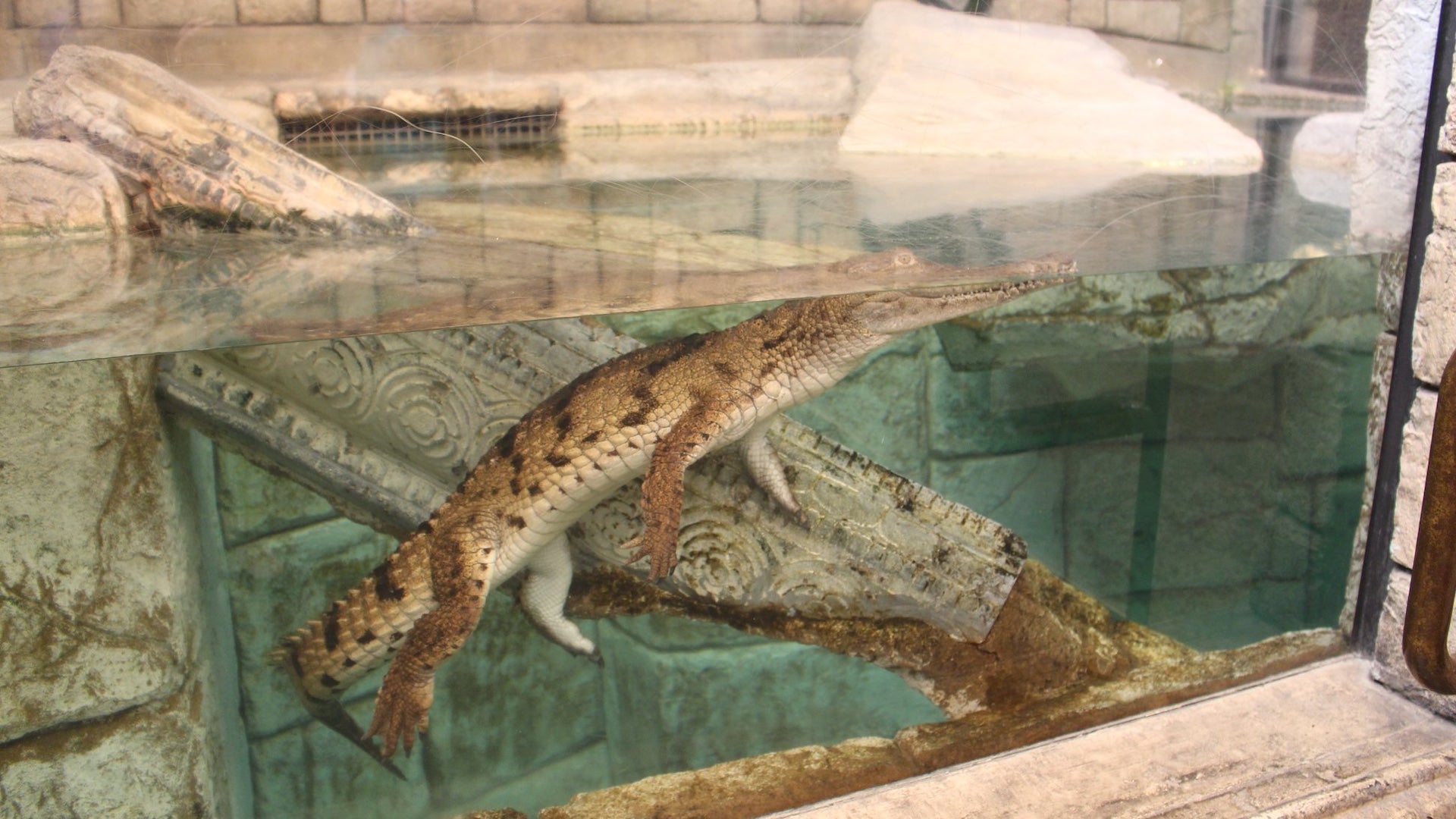 A crocodile in an aquarium