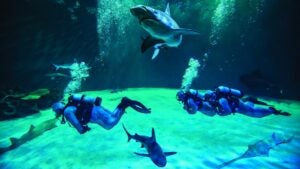 Three divers underwater in a tank with several sharks around them