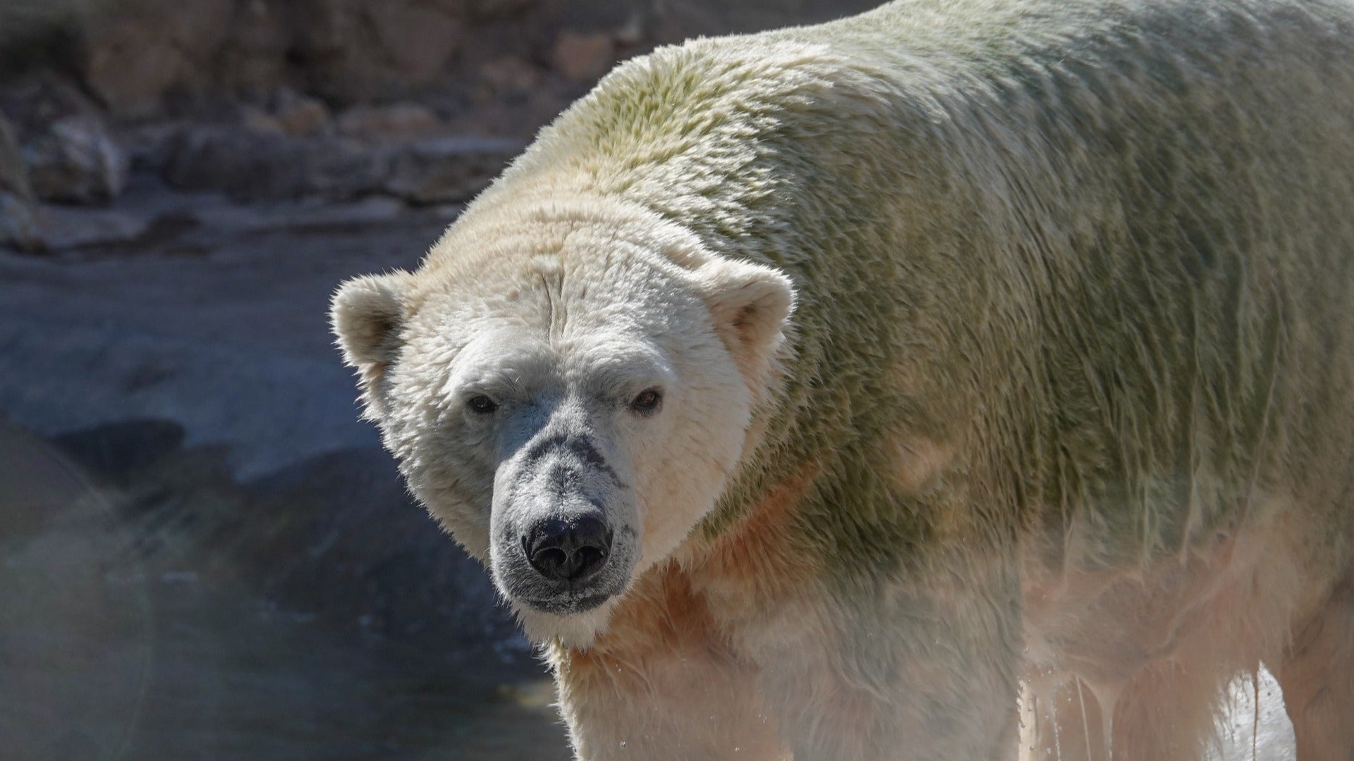 photo of a polar bear