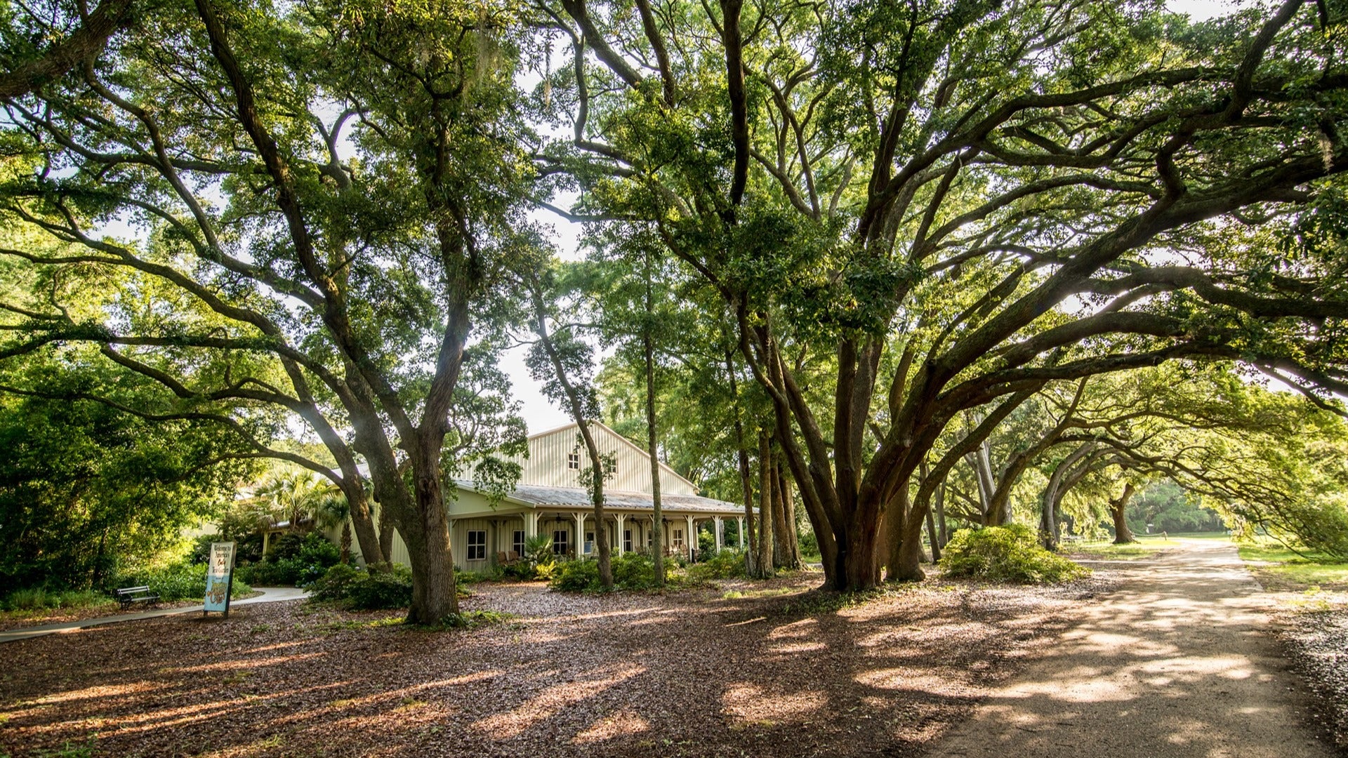 big trees with a building at the back and a walking path