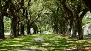 row of trees with houses at the back