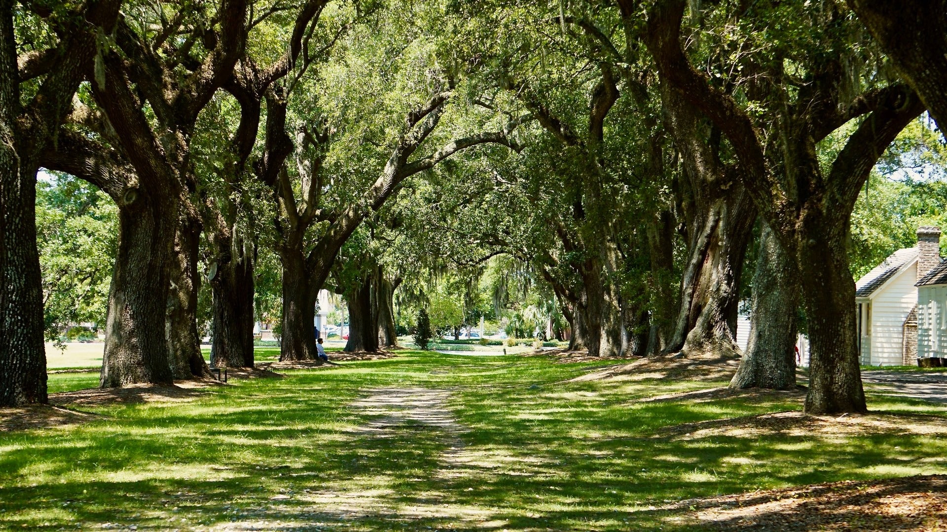 row of trees with houses at the back