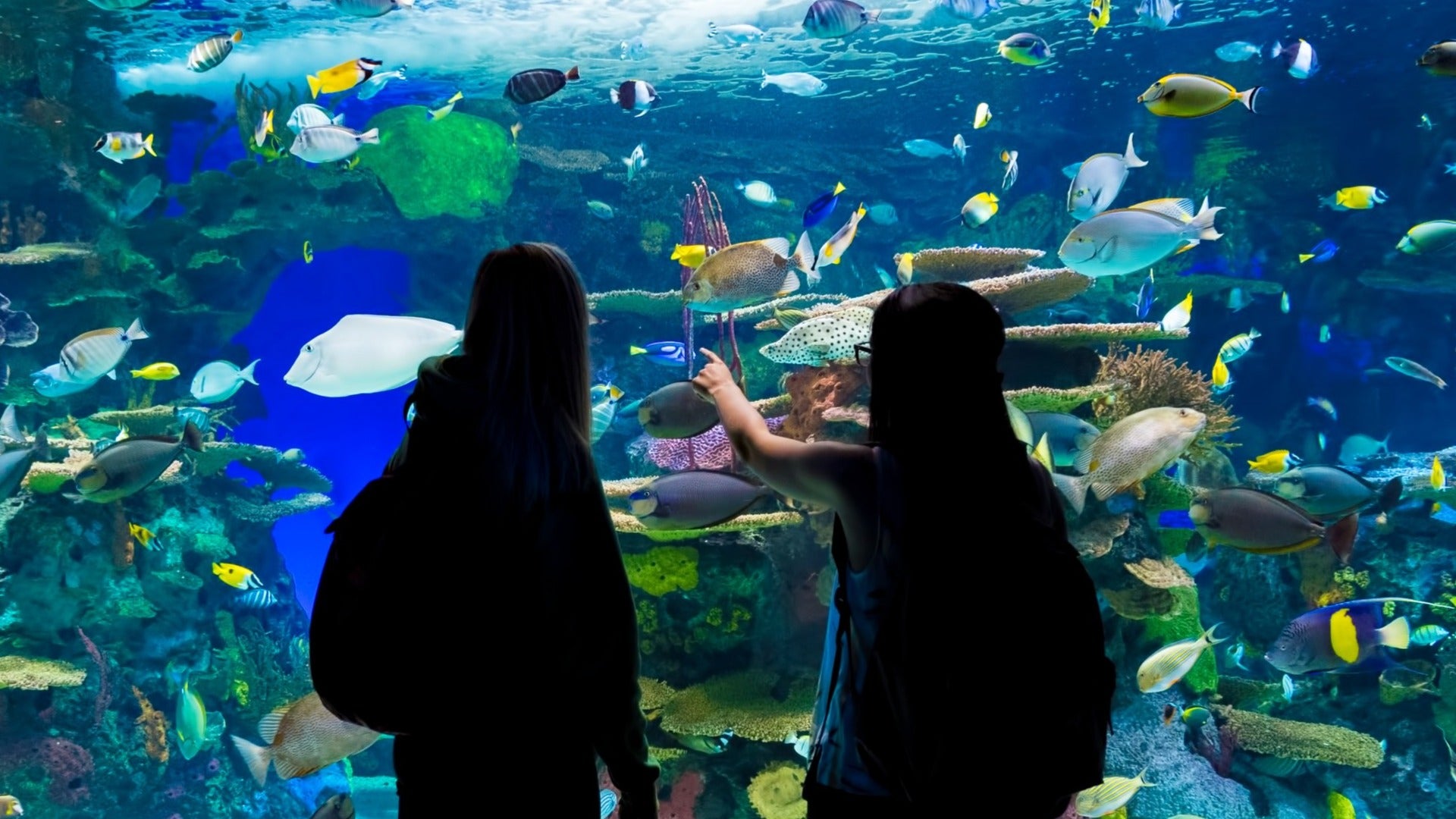 girls looking at an aquarium with multiple fish