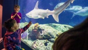 children looking at a shark inside a tank aquarium