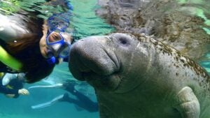 a woman diving with a manatee in the ocean