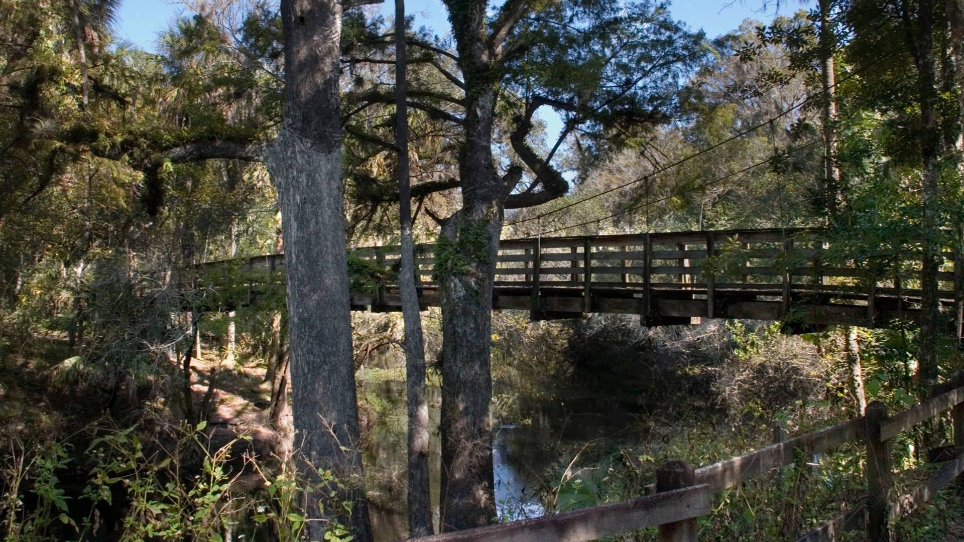 trees and bridge over a river