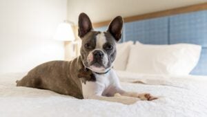 dog on a hotel bed