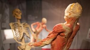 human skeleton and muscle exhibits