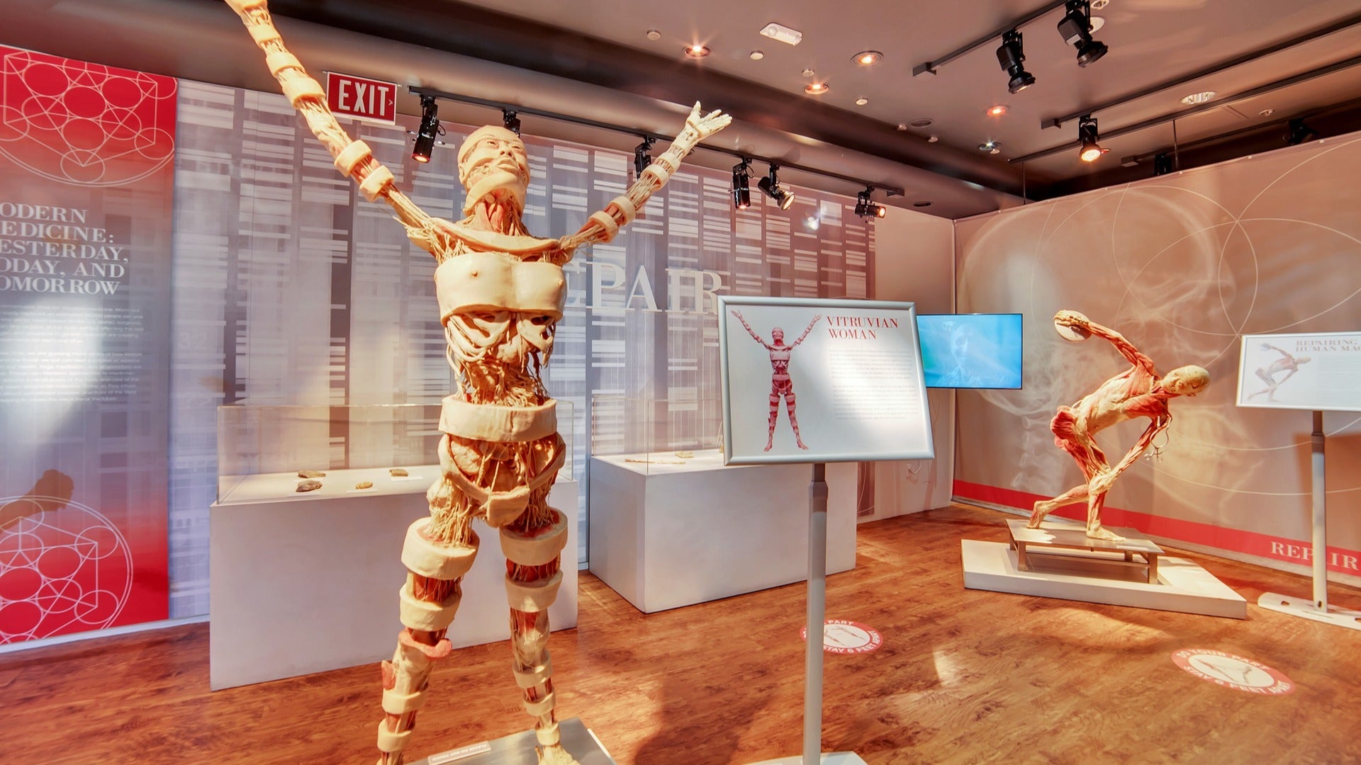 human anatomy figures in an exhibit