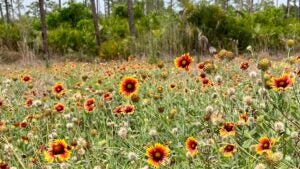 gallardias with trees in the background