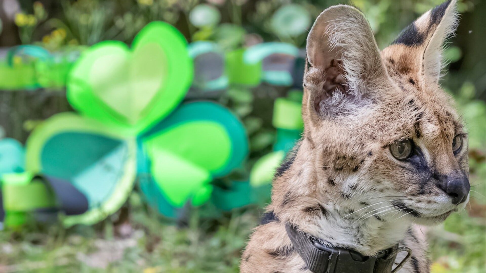 cat with an irish clover at the back