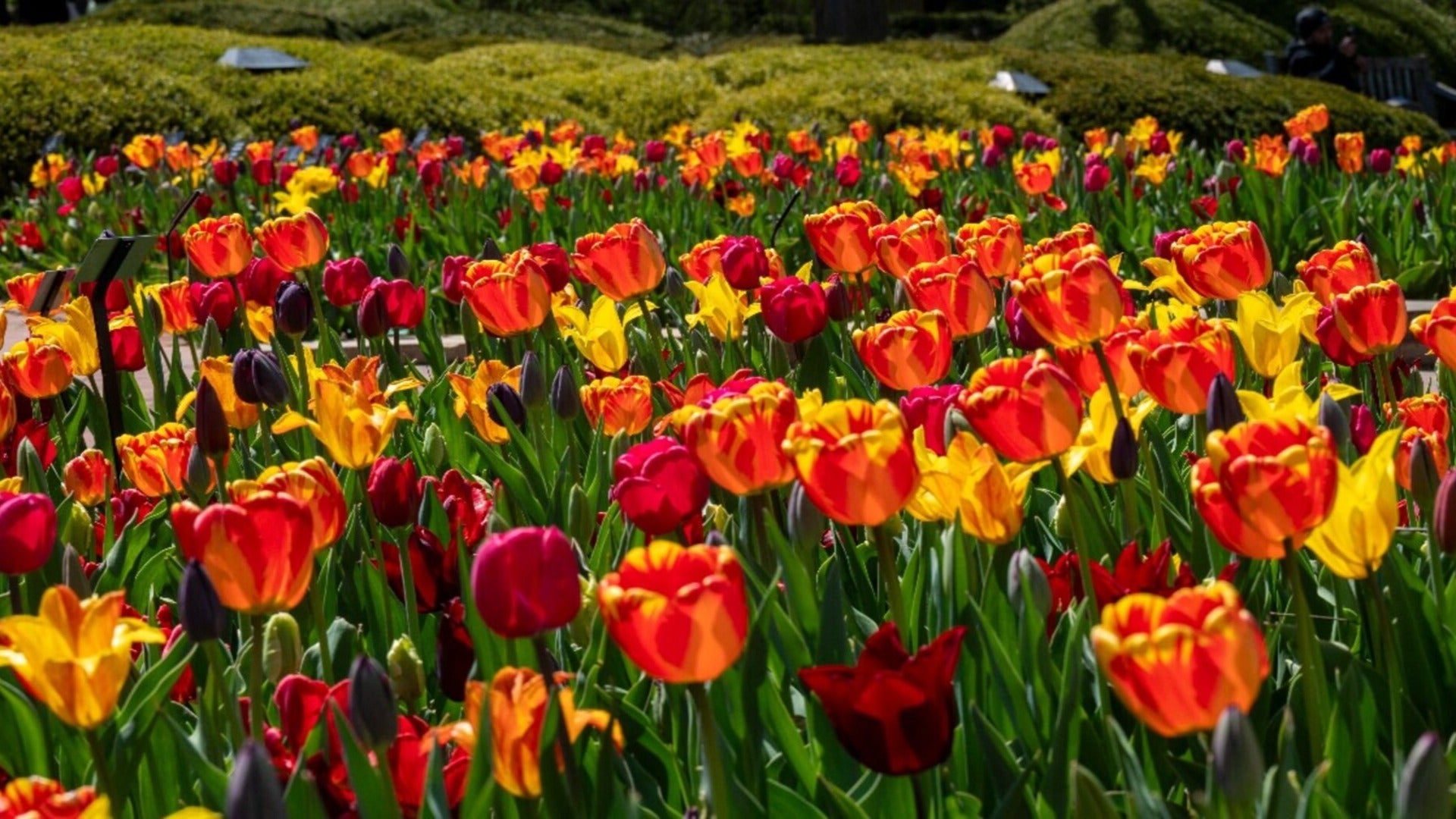 beautiful flowers in a botanical garden