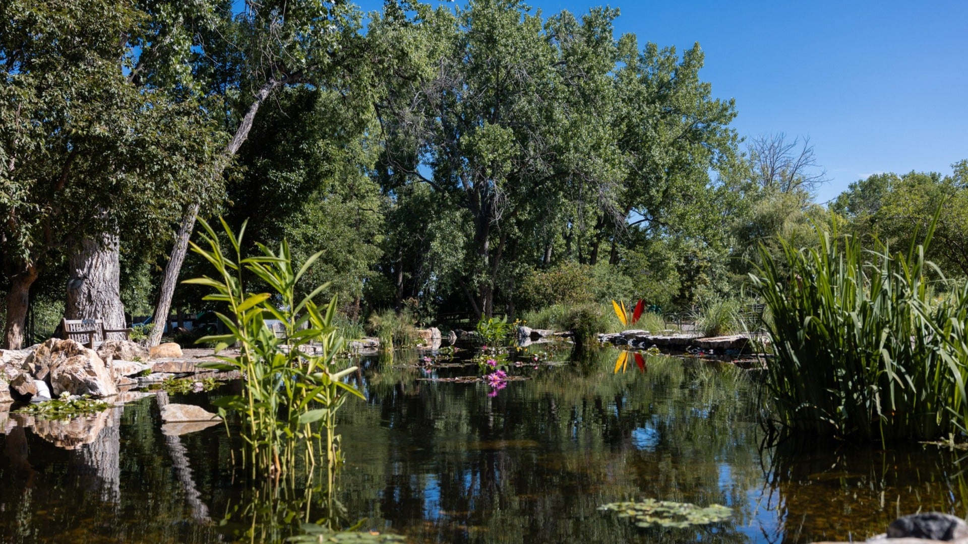 garden with pond in the middle surrounded by trees