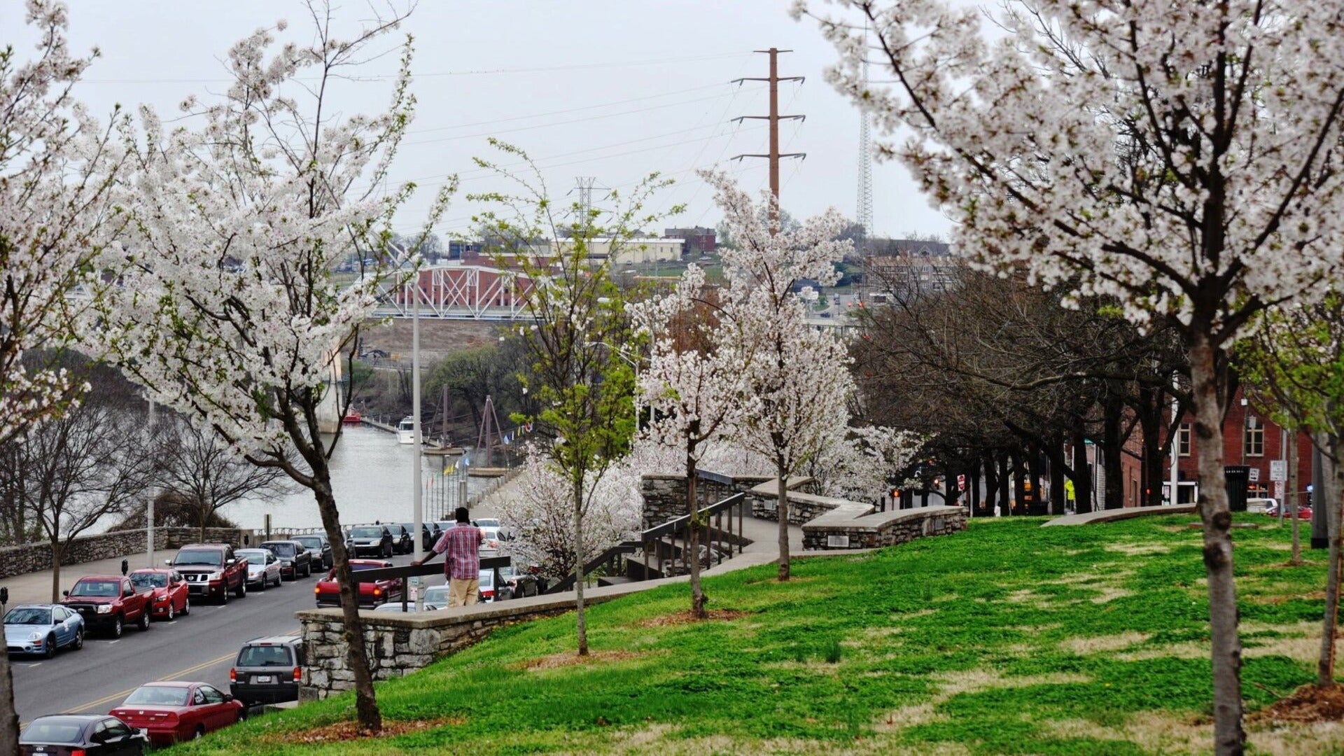 cherry blossom trees beside a street lined with cars, bridge at the background