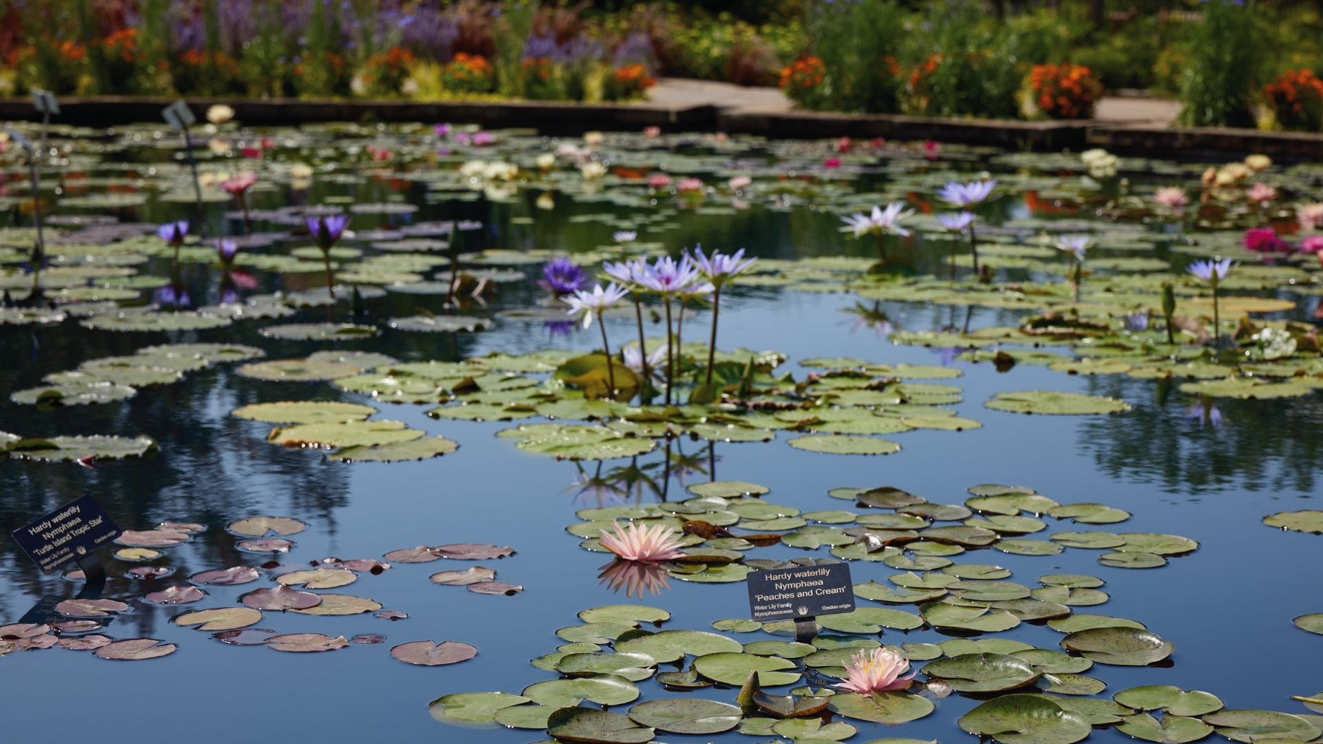 varieties of lilies with flowers at the back